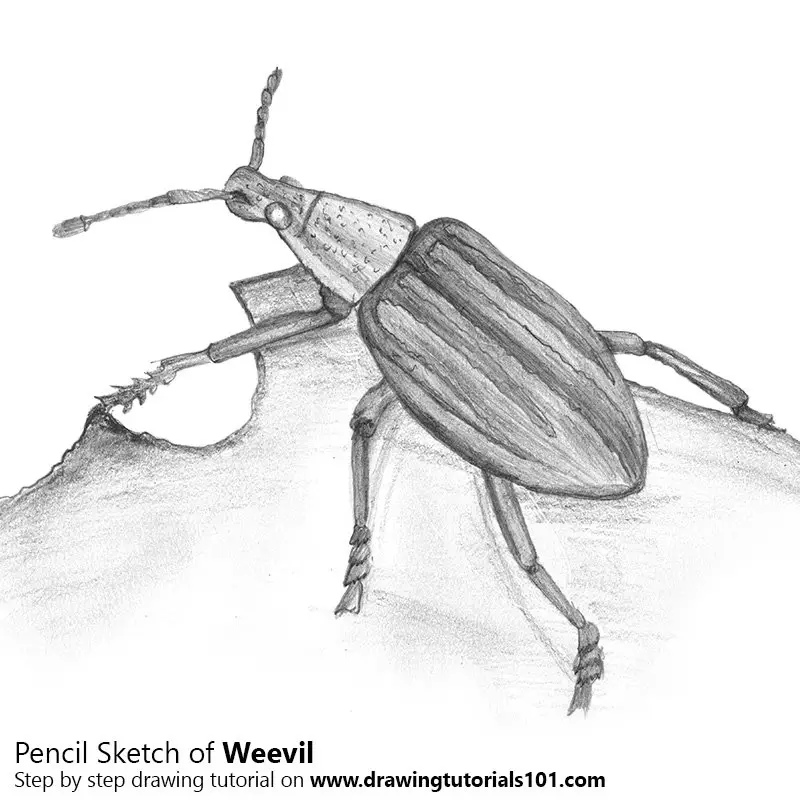 Pencil Sketch of Weevil - Pencil Drawing