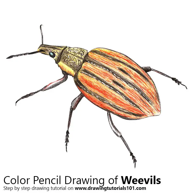 Weevil Color Pencil Drawing