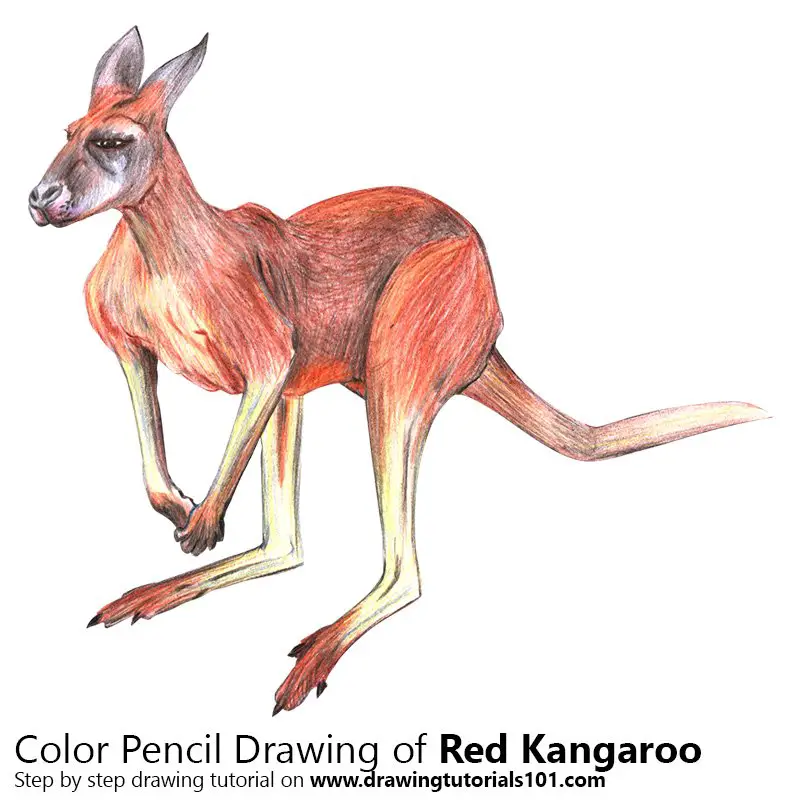 Red Kangaroo Color Pencil Drawing