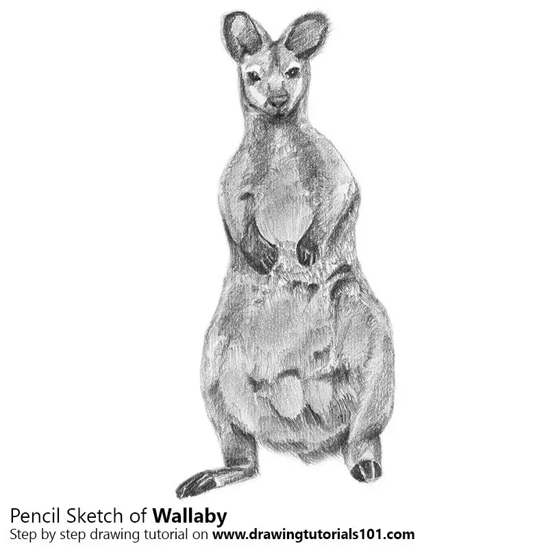 Pencil Sketch of Wallaby - Pencil Drawing