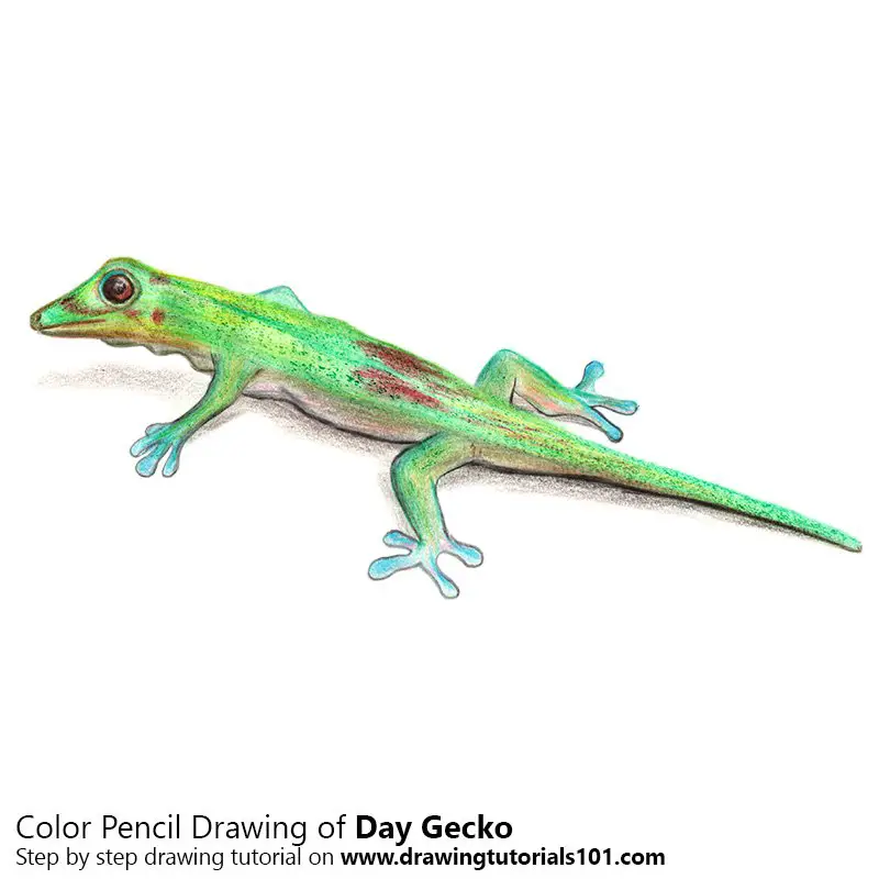 Day Gecko Color Pencil Drawing