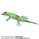How to Draw a Day Gecko