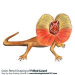 How to Draw a Frilled Lizard