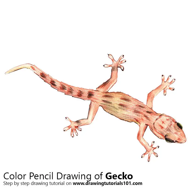 Gecko Color Pencil Drawing