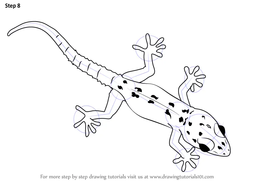 Learn How to Draw a Gecko (Lizards) Step by Step Drawing Tutorials