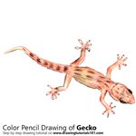 How to Draw a Gecko
