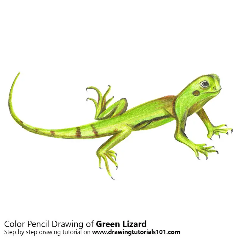 Green Lizard Color Pencil Drawing