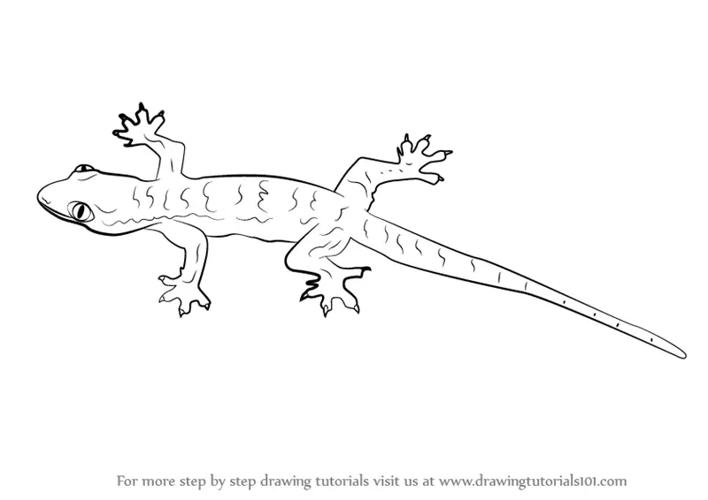 Learn How to Draw a Lizard (Lizards) Step by Step : Drawing Tutorials