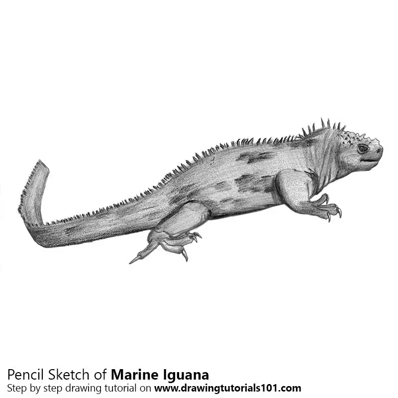 Pencil Sketch of Marine Iguana - Pencil Drawing