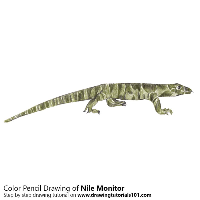 Nile Monitor Color Pencil Drawing