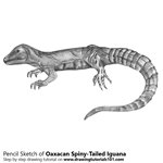 How to Draw an Oaxacan Spiny-Tailed Iguana