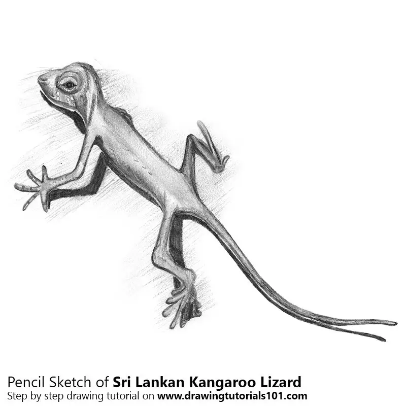 Pencil Sketch of Sri Lankan Kangaroo Lizard - Pencil Drawing