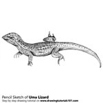 How to Draw an Uma Lizard