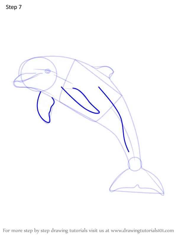 Learn How to Draw a Bottlenose dolphin (Marine Mammals) Step by Step