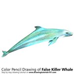 How to Draw a False Killer Whale