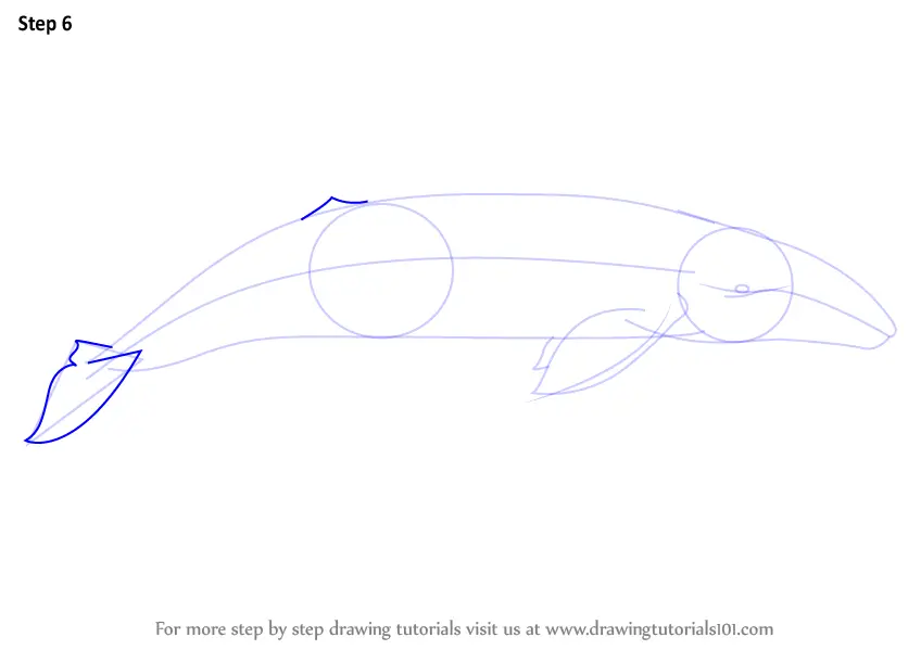 Step by Step How to Draw a Gray Whale : DrawingTutorials101.com