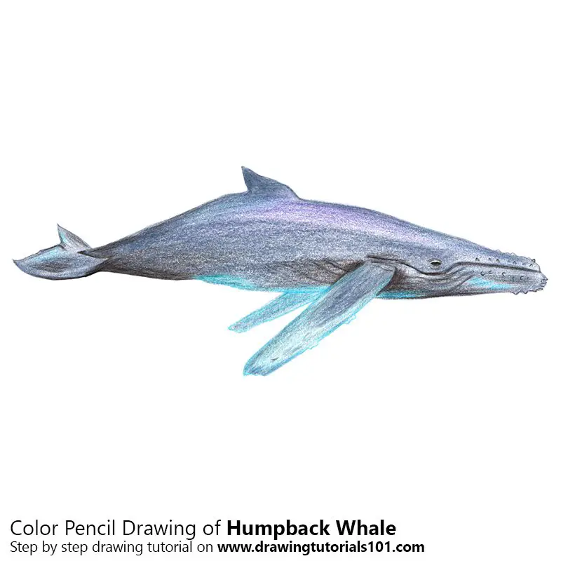 Humpback Whale Color Pencil Drawing
