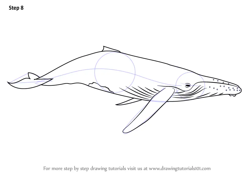Learn How to Draw a Humpback Whale (Marine Mammals) Step by Step