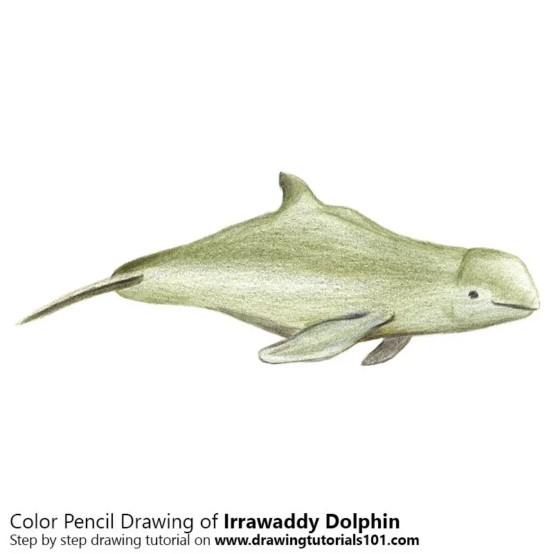 Irrawaddy Dolphin Color Pencil Drawing