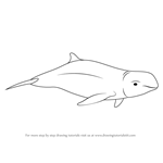 How to Draw a Irrawaddy Dolphin