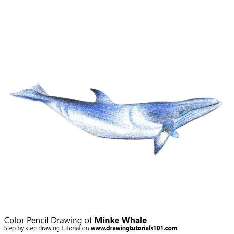 Minke Whale Color Pencil Drawing