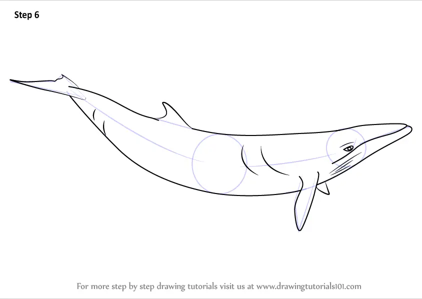 Learn How To Draw A Minke Whale (marine Mammals) Step By Step : Drawing 