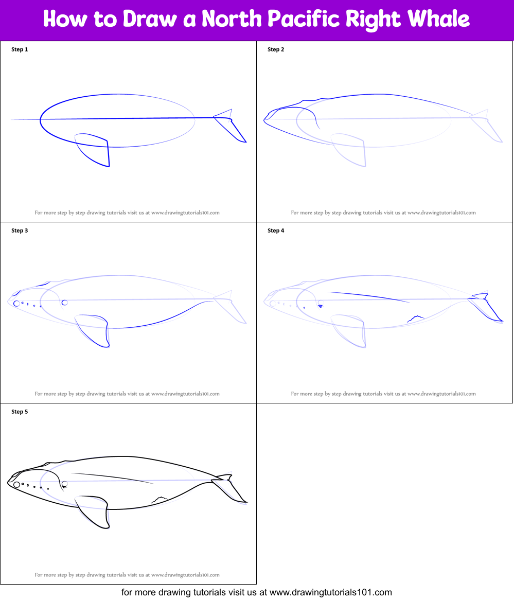 How to Draw a North Pacific Right Whale printable step by step drawing ...