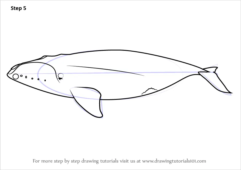 Learn How to Draw a North Pacific Right Whale (Marine Mammals) Step by ...