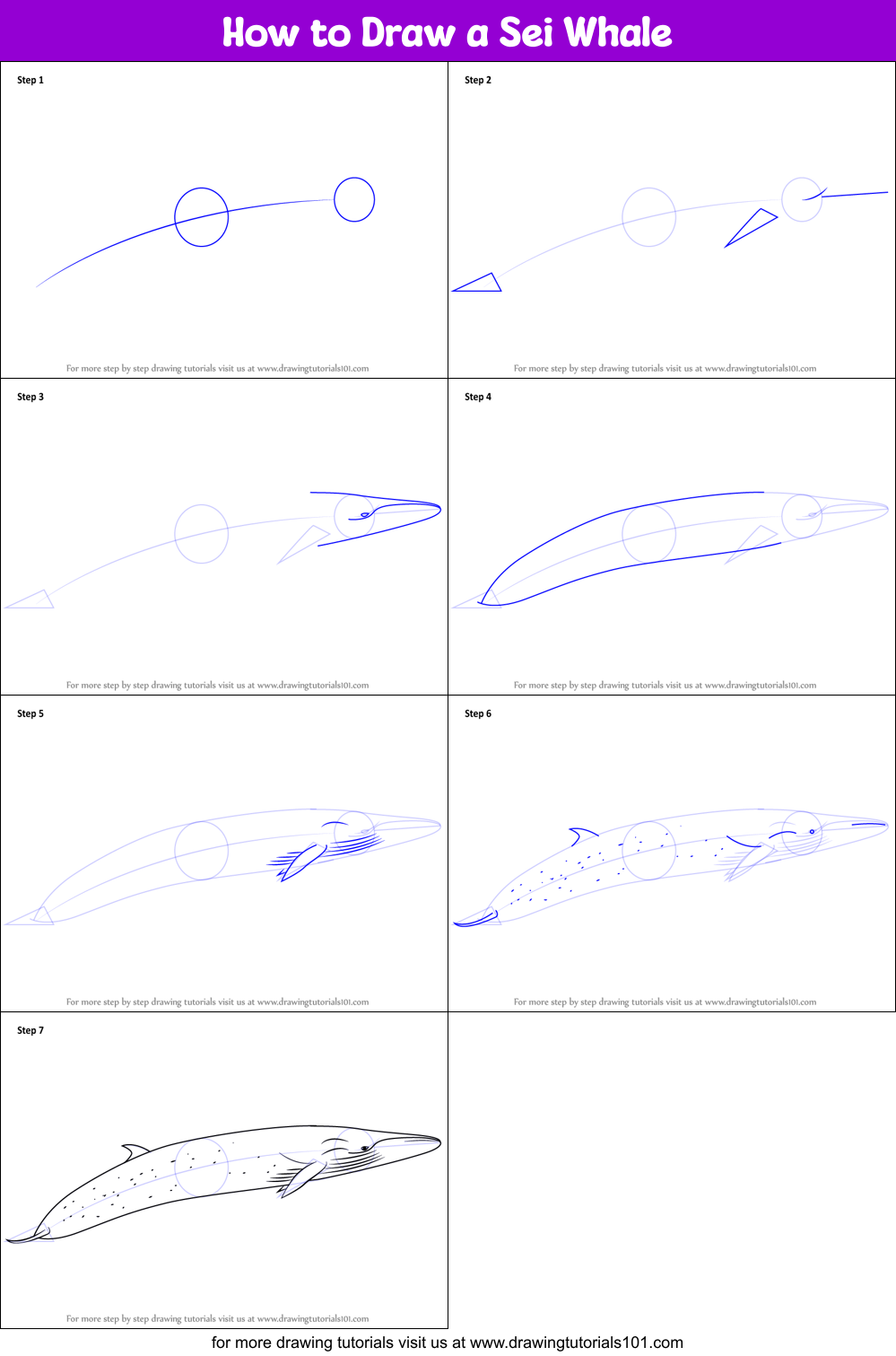 How to Draw a Sei Whale printable step by step drawing sheet ...