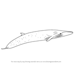 How to Draw a Sei Whale