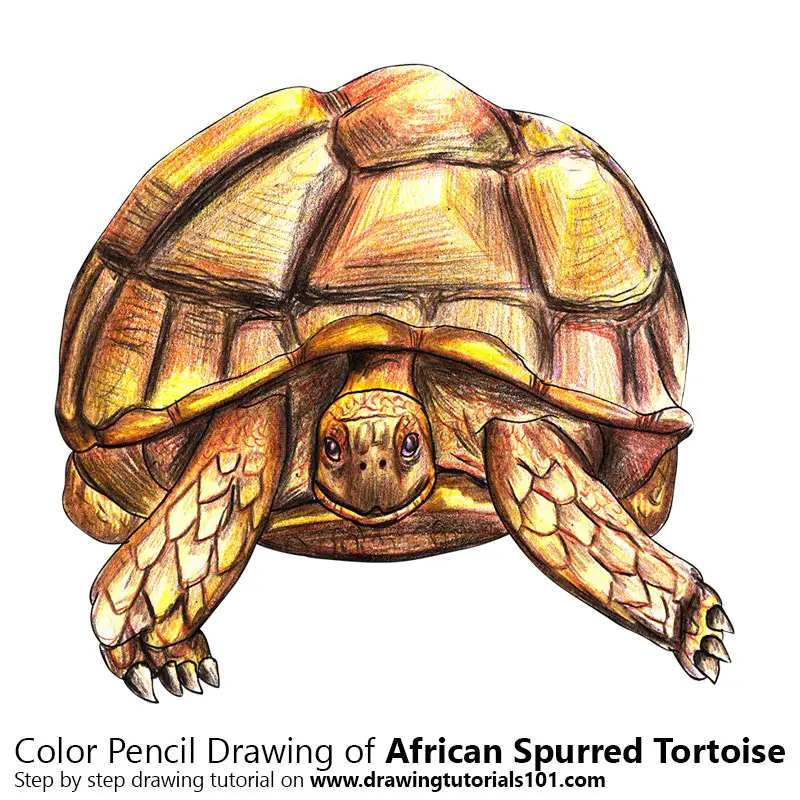 African Spurred Tortoise Color Pencil Drawing