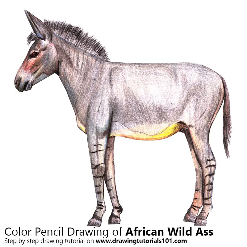 African Wild Ass Color Pencil Drawing
