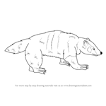 How to Draw an American Badger