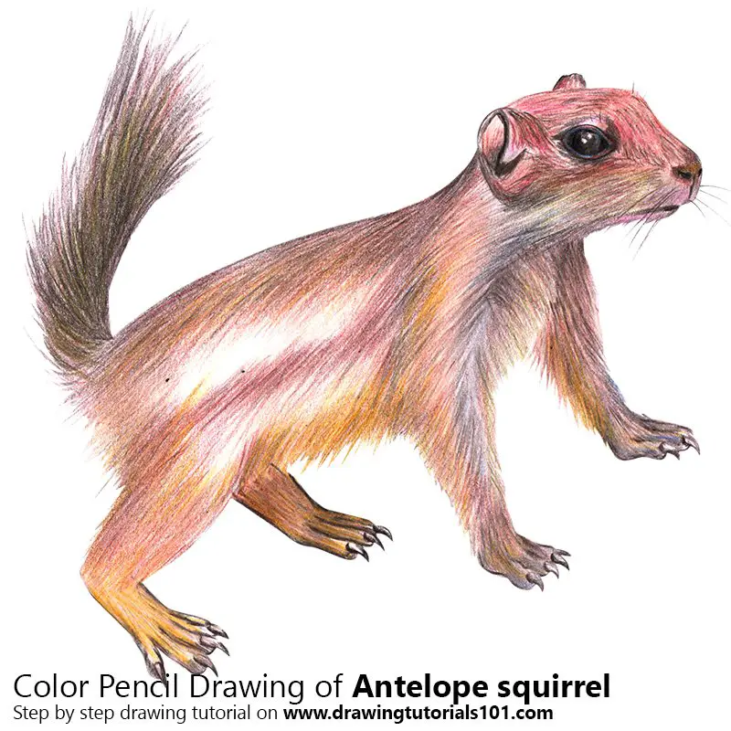 Antelope squirrel Color Pencil Drawing