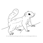 How to Draw an Antelope squirrel