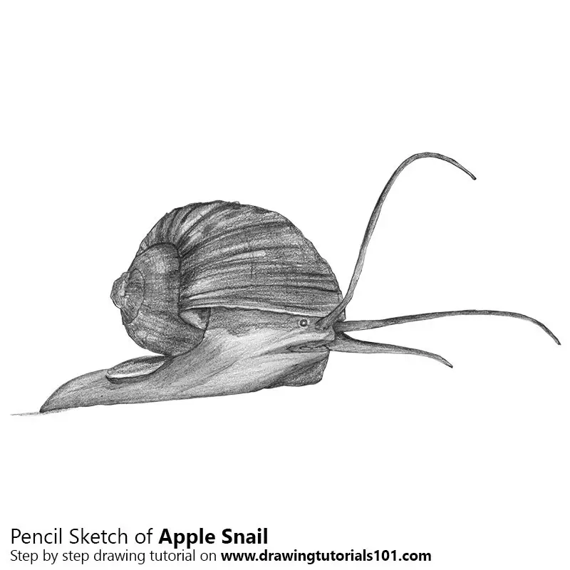 Pencil Sketch of Apple Snail - Pencil Drawing