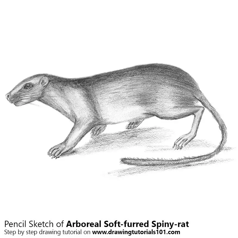 Pencil Sketch of Arboreal Soft-furred Spiny-rat - Pencil Drawing