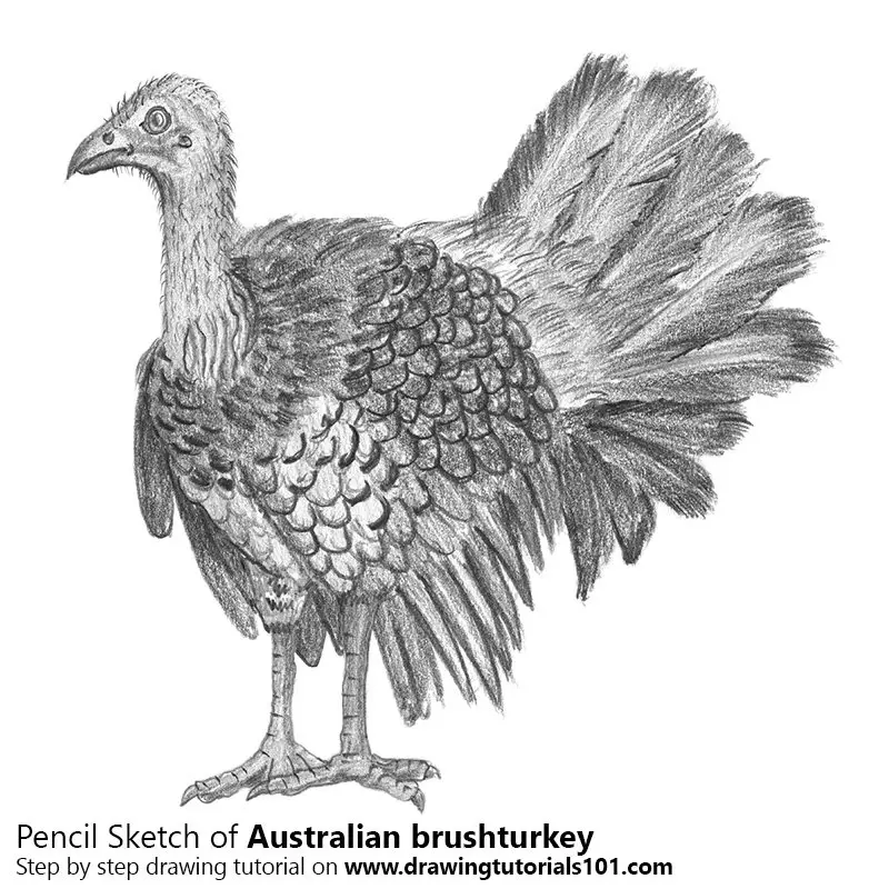 Pencil Sketch of Australian brush turkey - Pencil Drawing