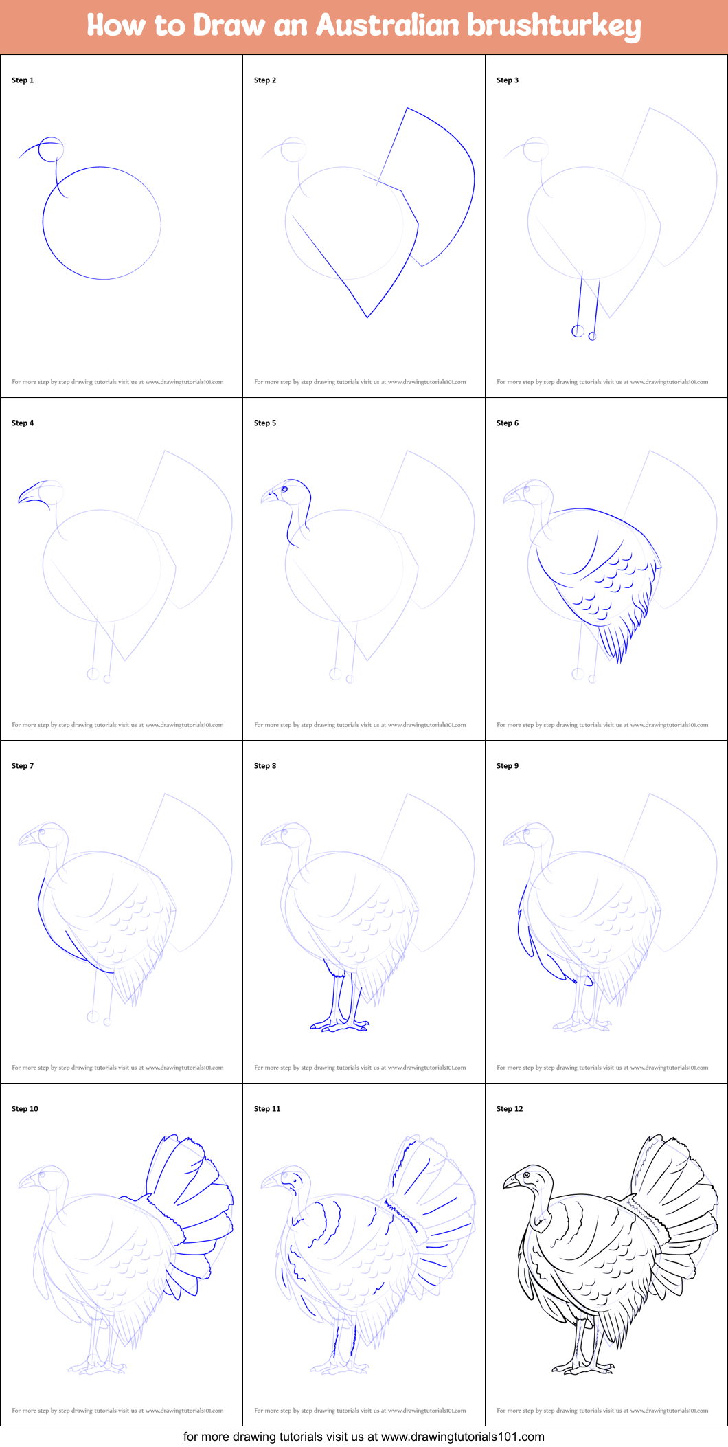 How to Draw an Australian brushturkey printable step by step drawing ...