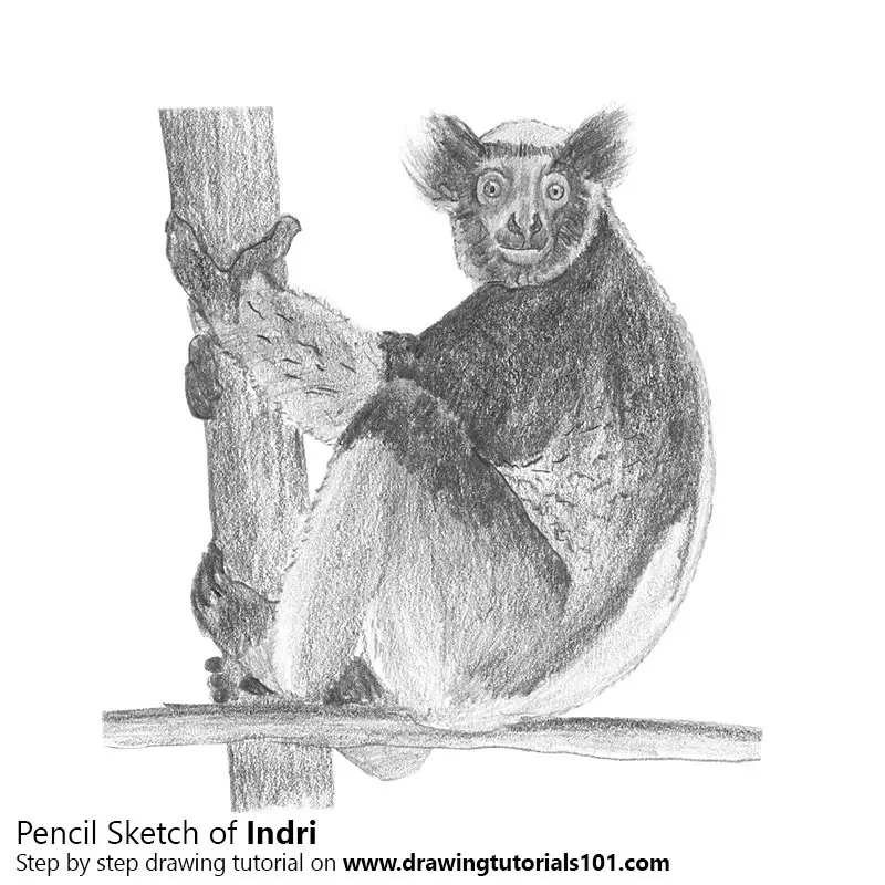 Pencil Sketch of Indri - Pencil Drawing