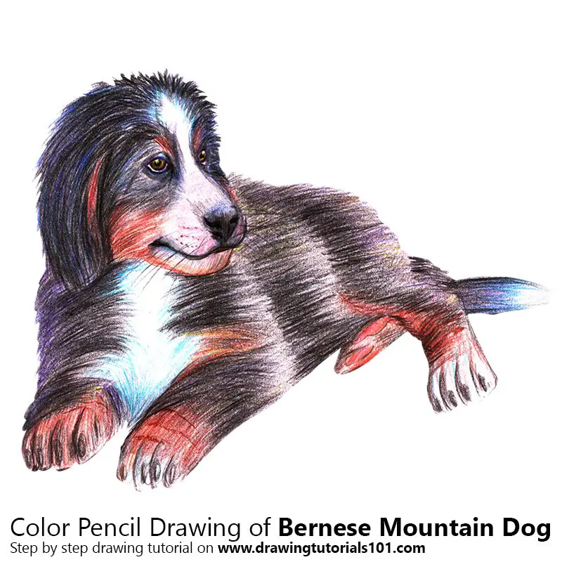 A Bernese Mountain Dog Color Pencil Drawing