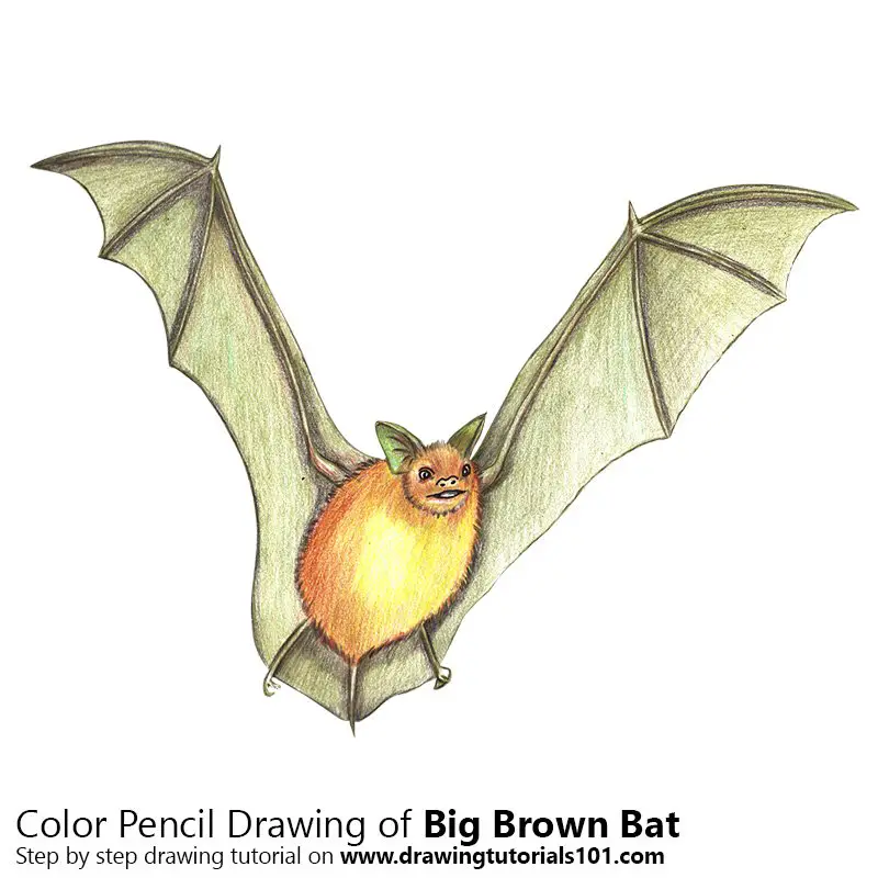 Big Brown Bat Color Pencil Drawing