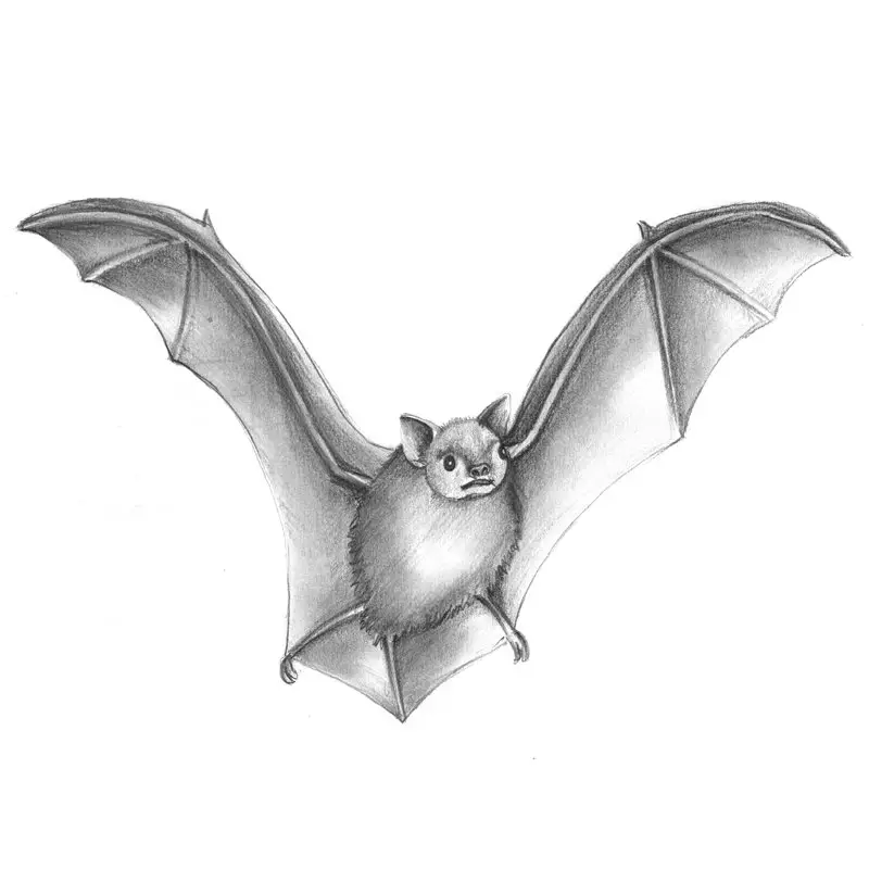 Pencil Sketch of Big Brown Bat - Pencil Drawing