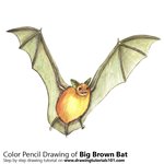 How to Draw a Big Brown Bat