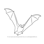 How to Draw a Big Brown Bat