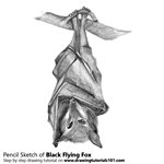 How to Draw a Black Flying Fox