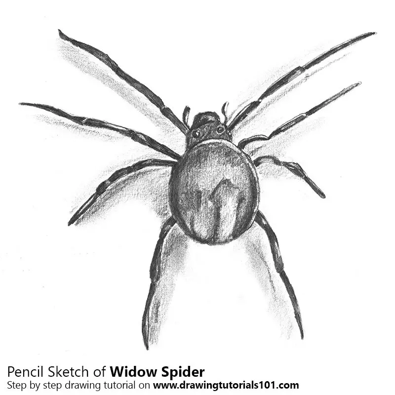 Pencil Sketch of Widow Spider - Pencil Drawing