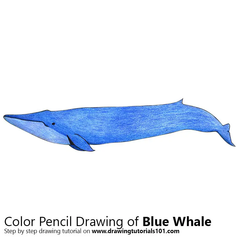 Blue Whale Color Pencil Drawing
