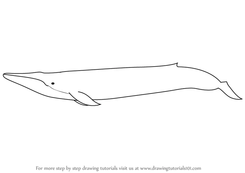 Learn How to Draw a Blue Whale (Other Animals) Step by Step Drawing