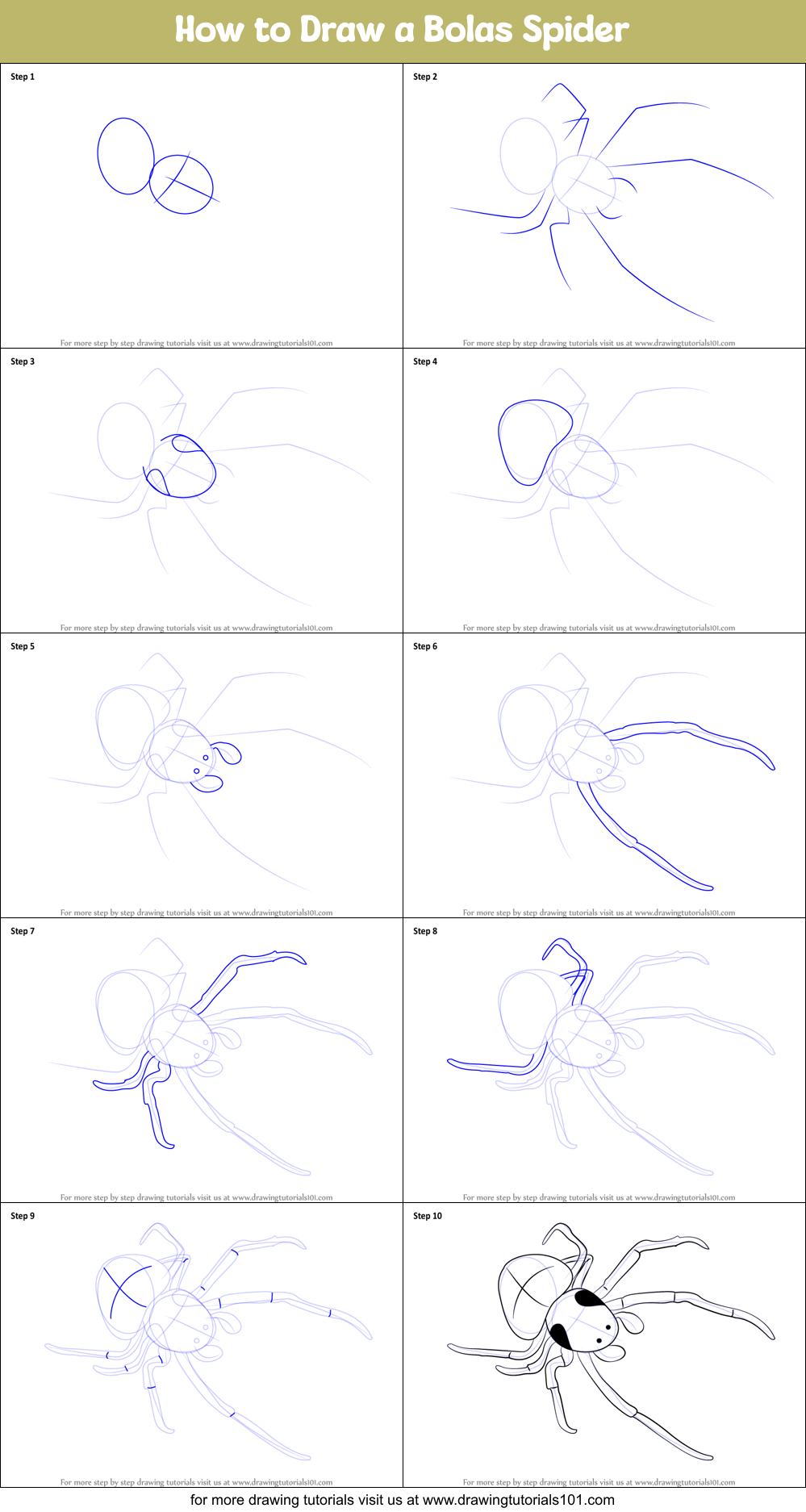 How to Draw a Bolas Spider printable step by step drawing sheet ...